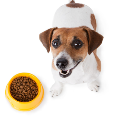 τζακ ράσελ δίπλα σε γεμάτο μπολ ξηράς τροφής σκύλου