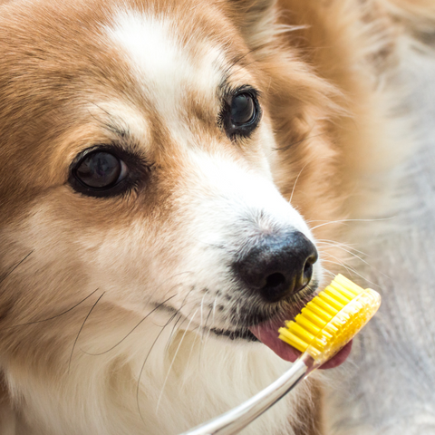 σκύλος με οδοντόβουρτσα στο στόμα