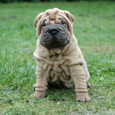 σκύλος ράτσας shar pei