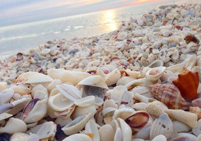 Shelling on Sanibel Island