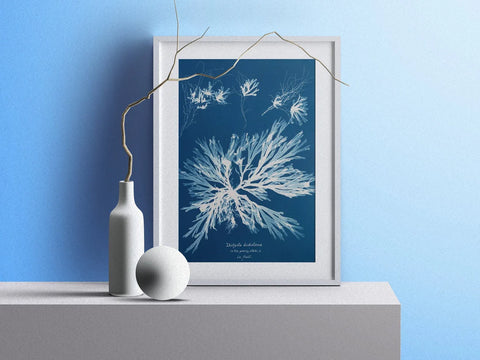 Impression d’art encadrée du cyanotype « Dictyota Dichotoma » d’Anna Atkin. Le bleu vif de l’image montre l’état jeune d’une plante et la plante en fruit.