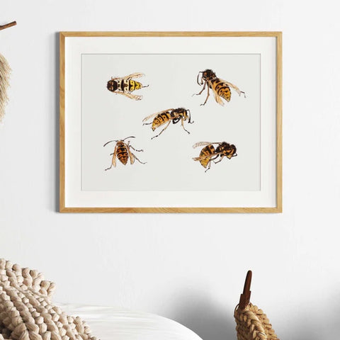 Julie De Graag’s vintage Dutch painting 'Studies of Wasps’ showing 5 brightly coloured wasps on an off-white background