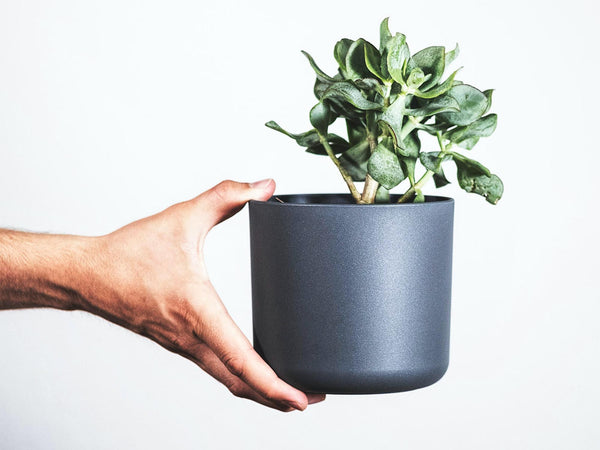 vikten av växter på ditt kontor
