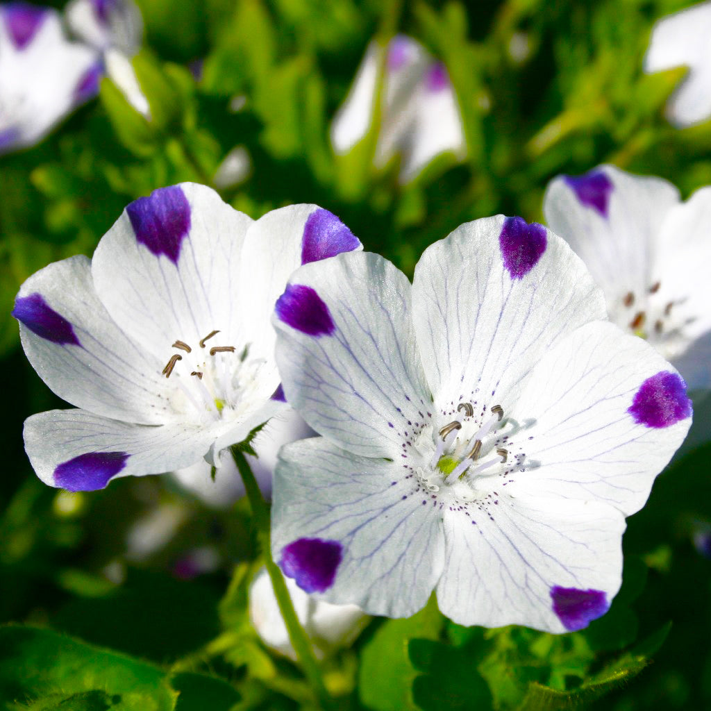 Nemophila Five Spot Seeds Yosemite Five Spot Seed Packet