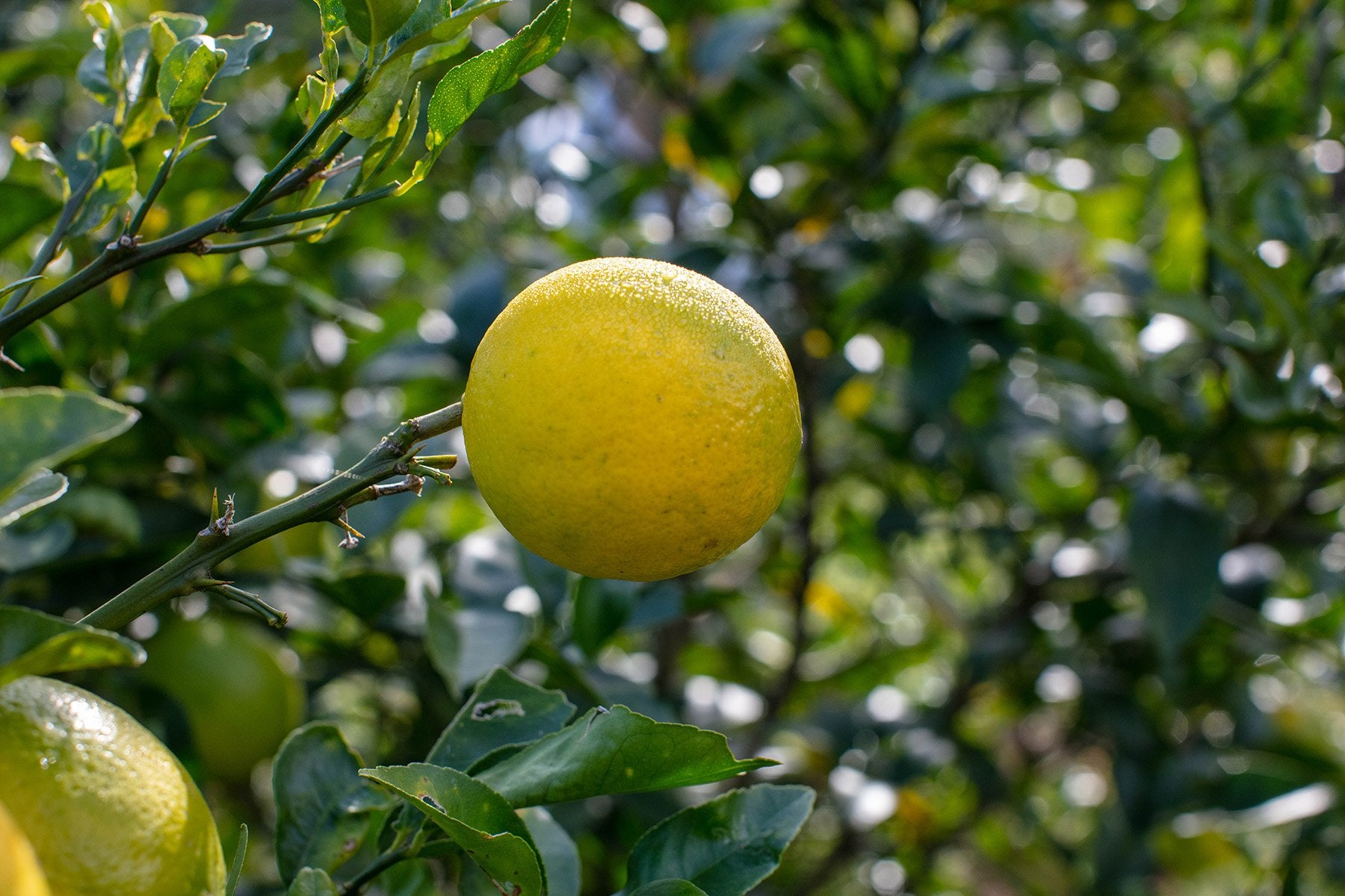 レモンとライムのそれぞれの良さが引き立つ ここにしかない湘南プライムレモンライム 自然園いしわた農場