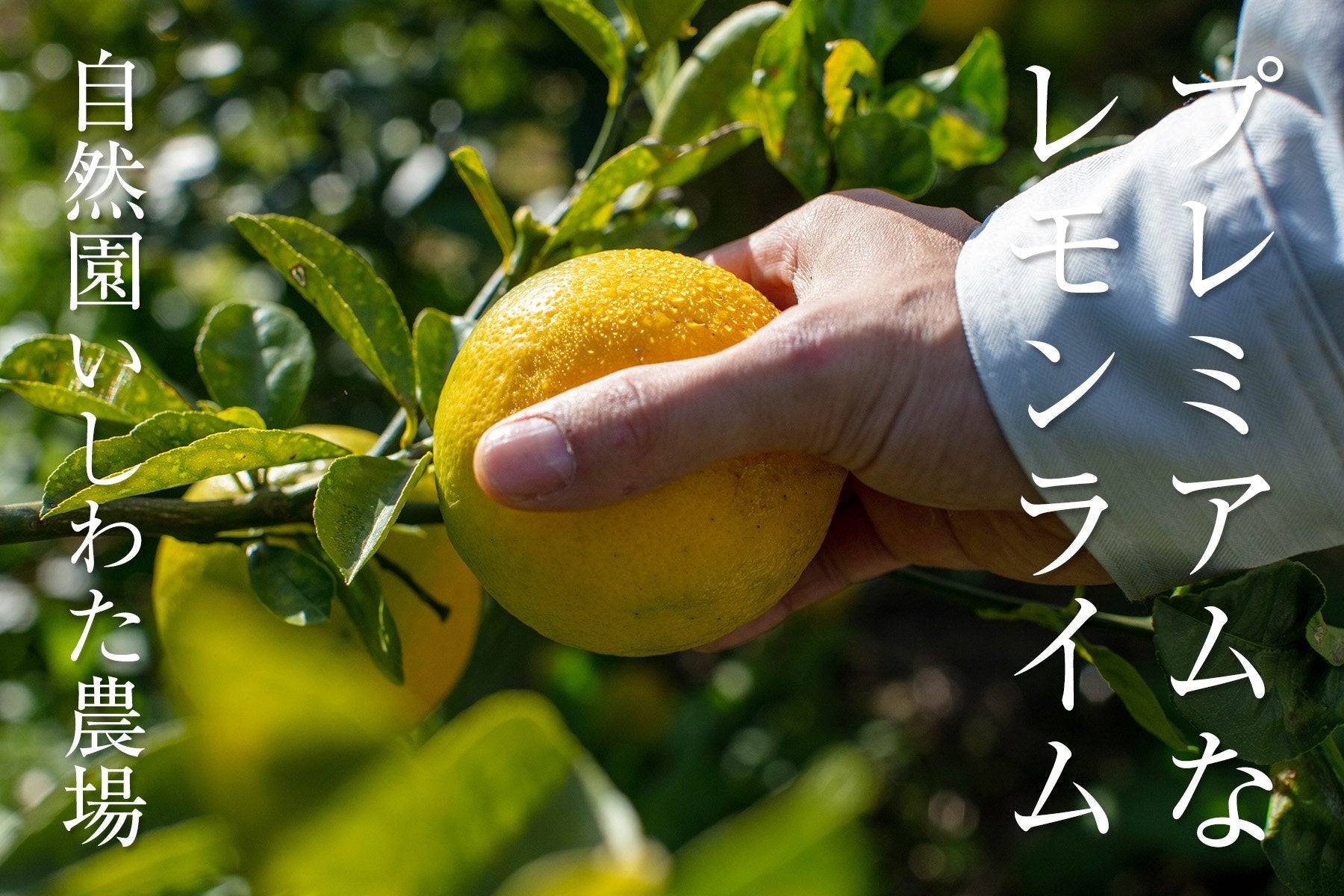 レモンとライムのそれぞれの良さが引き立つ ここにしかない湘南プライムレモンライム 自然園いしわた農場