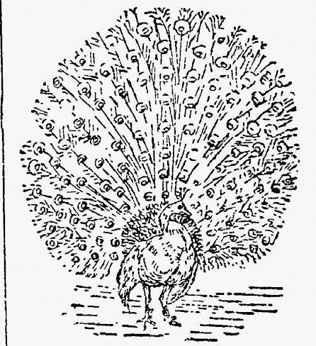 Image of a peacock printed using characters found on a typewriter.