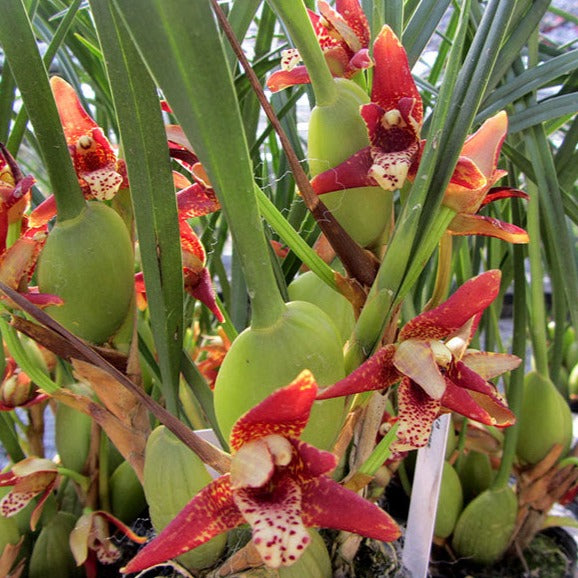 Maxillaria tenuifolia – Orchid Botanix & Tropicals of Winnipeg