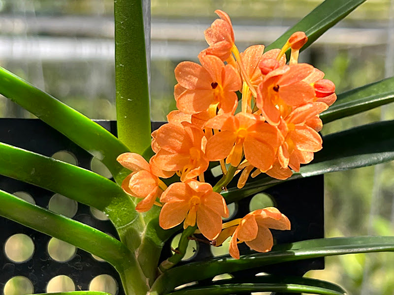 Vanda miniatum x Vanda Sagarik Gold – Orchid Botanix & Tropicals of Winnipeg
