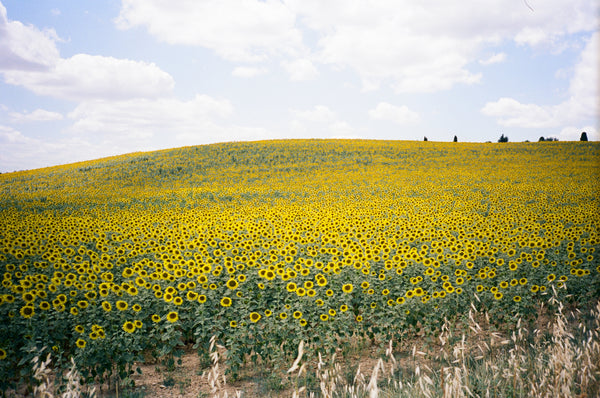 Monsegur France Sun flower Fields