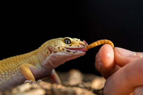 Lizard Eating Mealworm