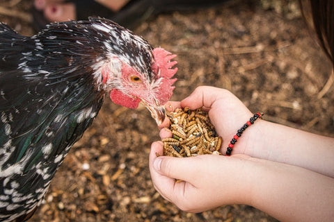 Feeding Mealworms to Chicken
