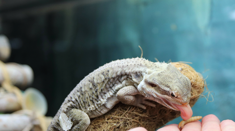 Lizard Eating Mealworm