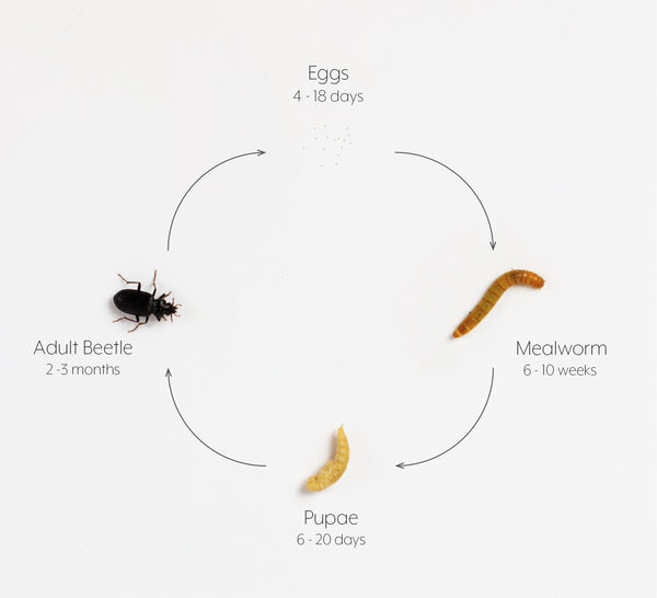 mealworm life cycle - mealworm breeding farm 