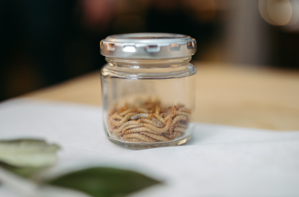 Mealworms