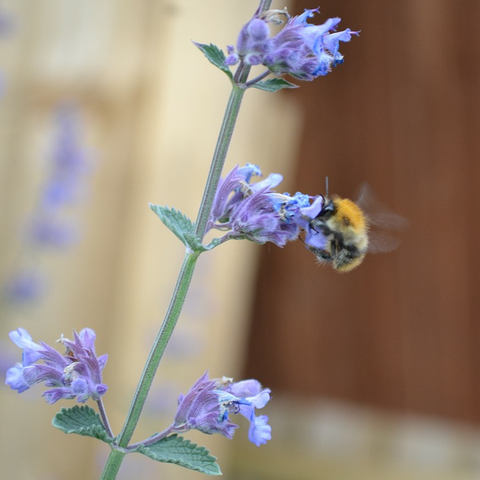 lavender catmint flowers with honey bee