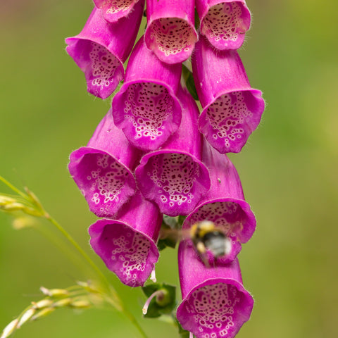 Foxglove Native Purple