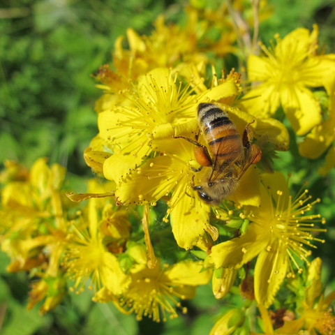 St Johns Wort flower with bee