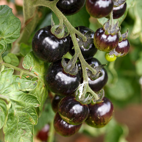 black cherry tomatoes on the vine