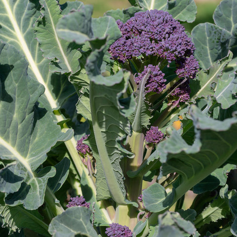 purple sprouting broccoli seeds