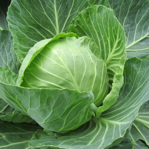 single brunswick cabbage
