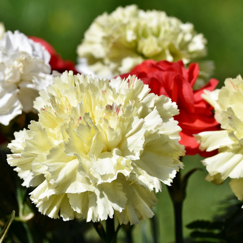 mixed colour carnation flowers