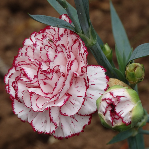 doulble striped carnation flowers