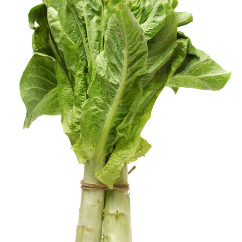 Celtuce Stem Lettuce