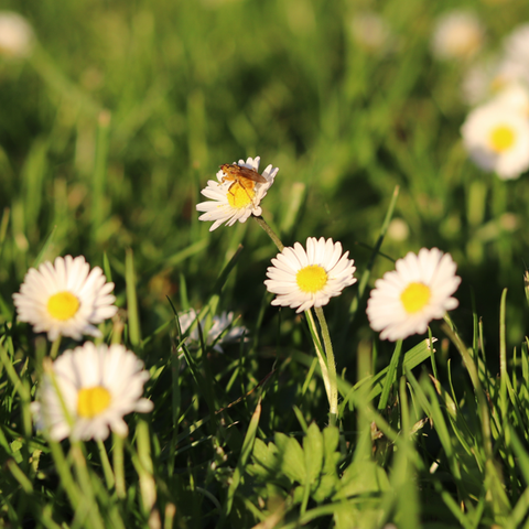 chamomile lawn