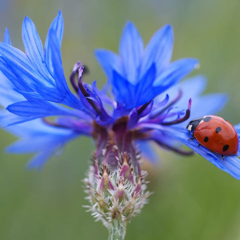 blue cornflower with ladybird
