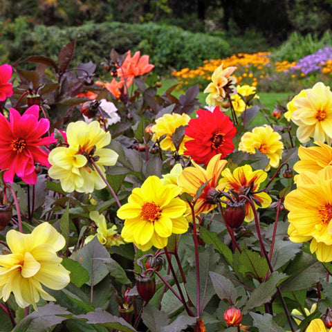 mixed dahlia flowers