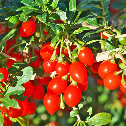 goji berries on branch