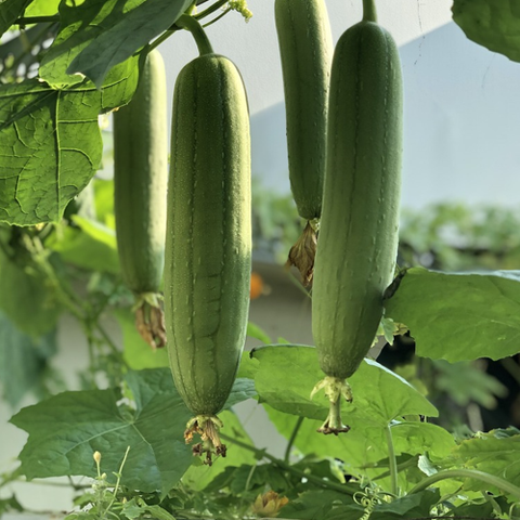 gourds hanging from vine