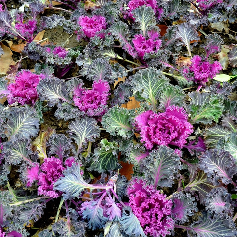 ornamental kale plants