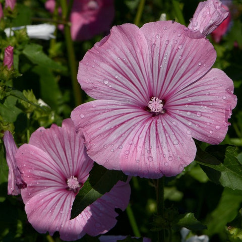 lavatera rose mallow flowers