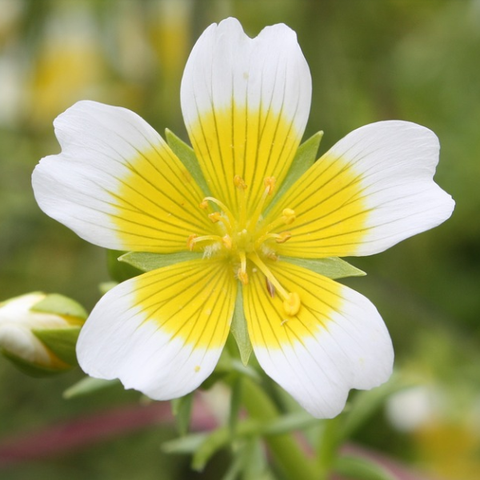 poached egg flower