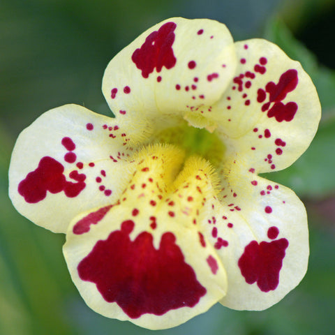 monkey flower seeds