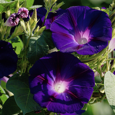 black morning glory flowers