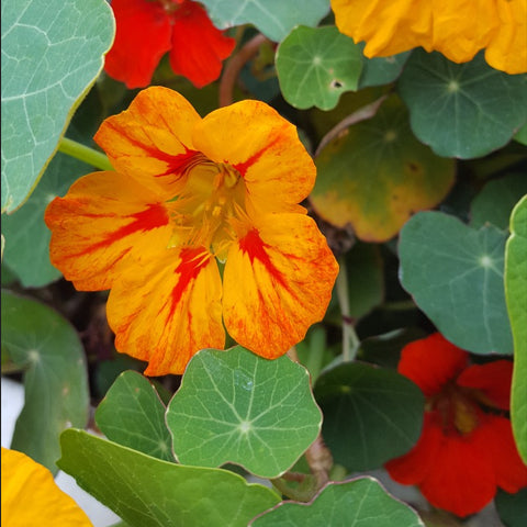 nasturtium tom thumb flowers