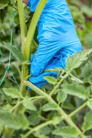 Pinching Out Tomatoes