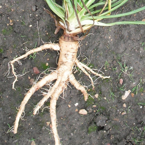 Salsify Sandwich Island