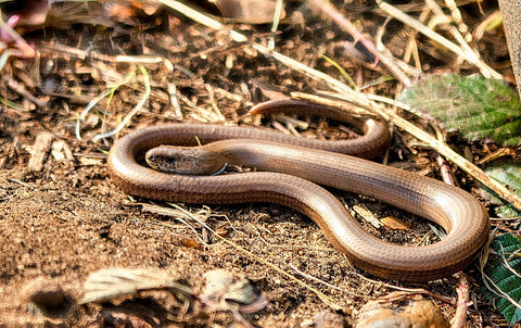 Slow Worm