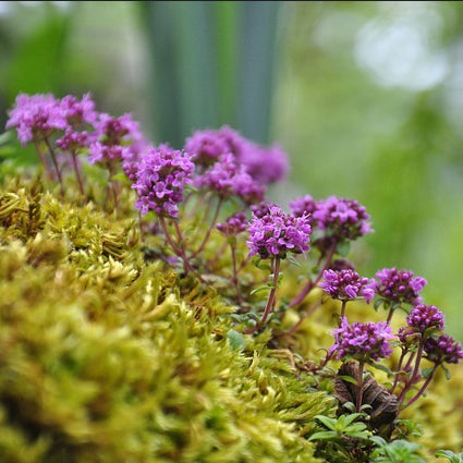 purple creeping thyme