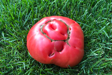 Tomato Catfacing