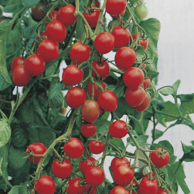 Tomato Gardeners Delight Organic