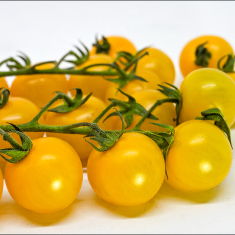 Tomato Golden Sunrise