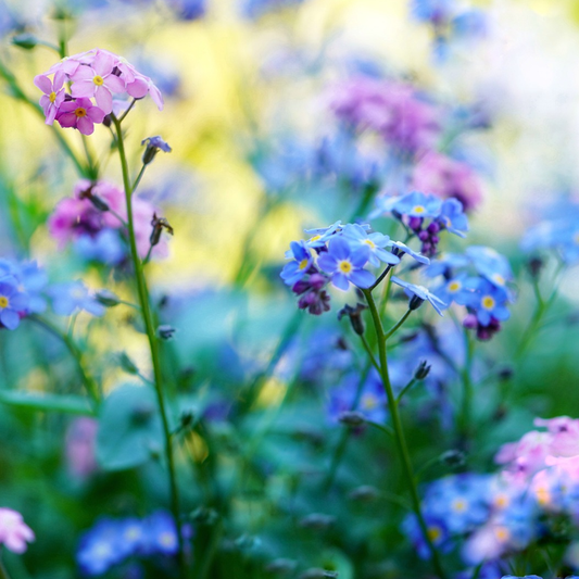 Forget-me-not Seeds Field Forget Me Nots Myosotis Arvensis Blue Flowers 200  -  Denmark