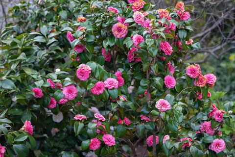 camellia flowers