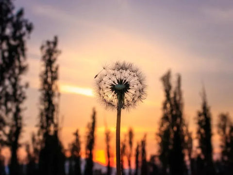 dandelion in the sunset background