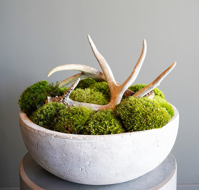 Mud Pie Moss Bowl in Green | Preserved Moss